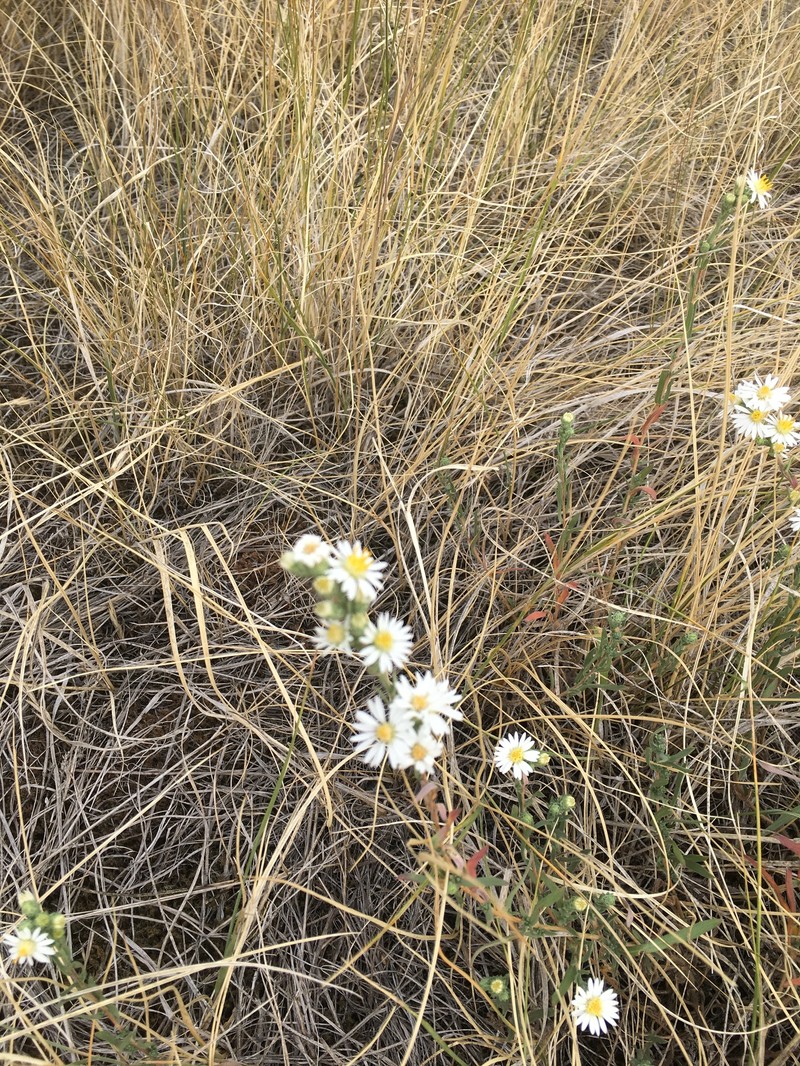 Symphyotrichum falcatum var. commutatum photo 2