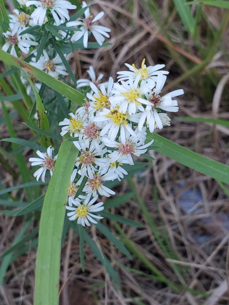 Symphyotrichum falcatum var. commutatum photo 3