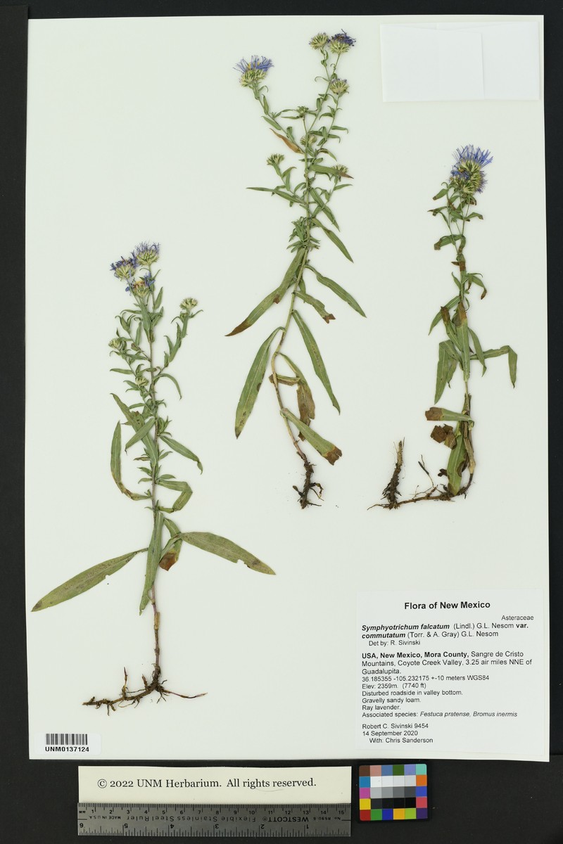 Symphyotrichum falcatum var. commutatum photo 4