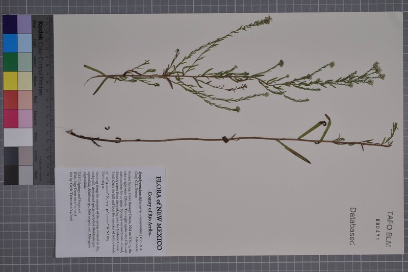 Symphyotrichum falcatum var. commutatum photo 6