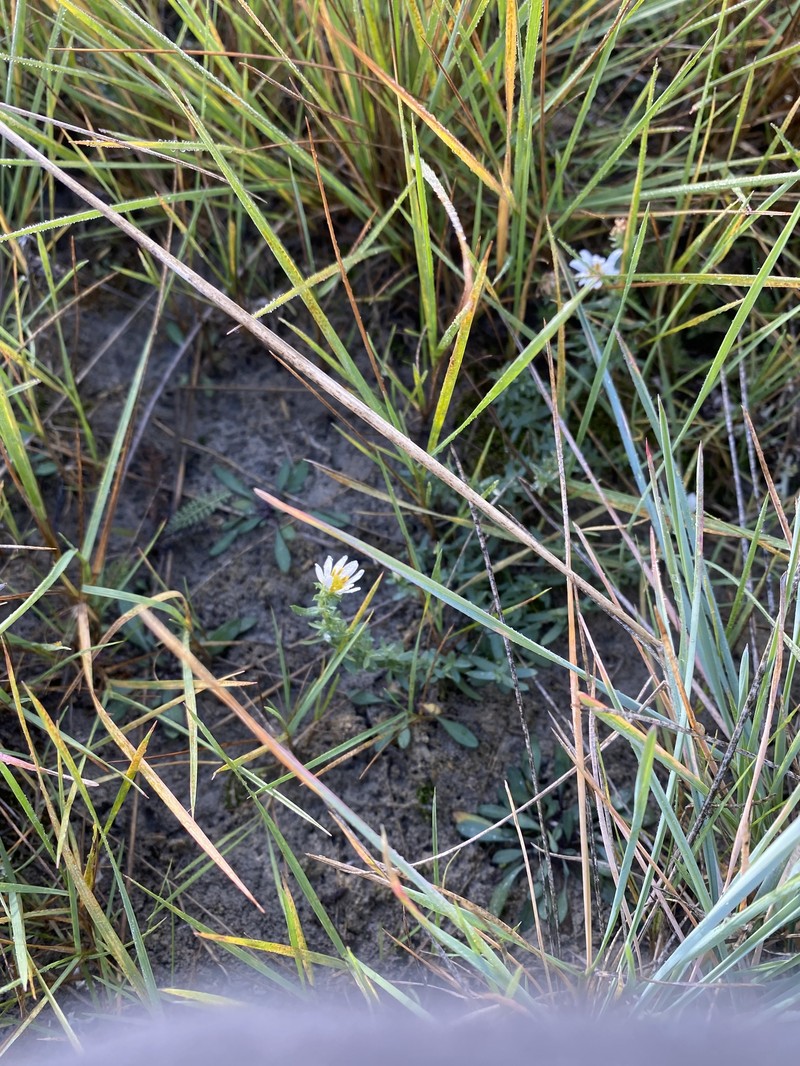 Symphyotrichum falcatum var. falcatum