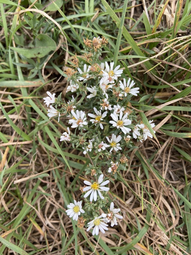 Symphyotrichum falcatum var. falcatum photo 2