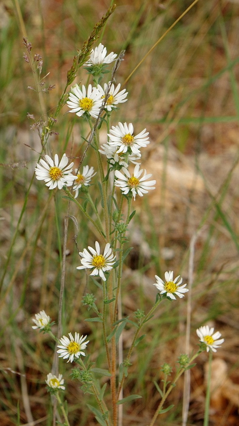 Symphyotrichum falcatum var. falcatum photo 3