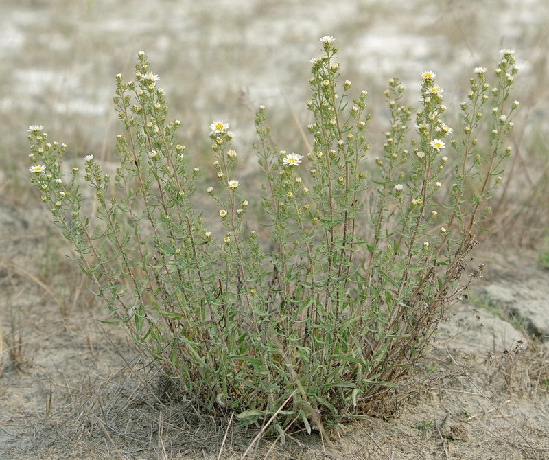Symphyotrichum falcatum var. falcatum photo 4