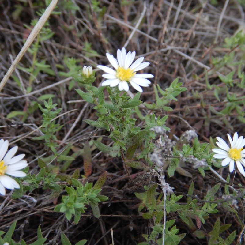 Symphyotrichum falcatum var. falcatum photo 5