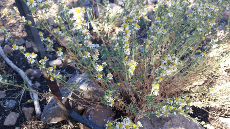 Symphyotrichum falcatum var. falcatum photo 6