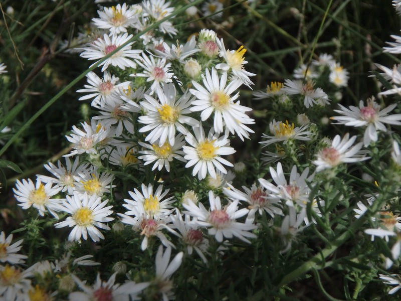 Symphyotrichum falcatum var. falcatum photo 8