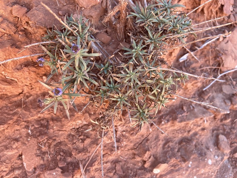 Fendler's Aster photo 5