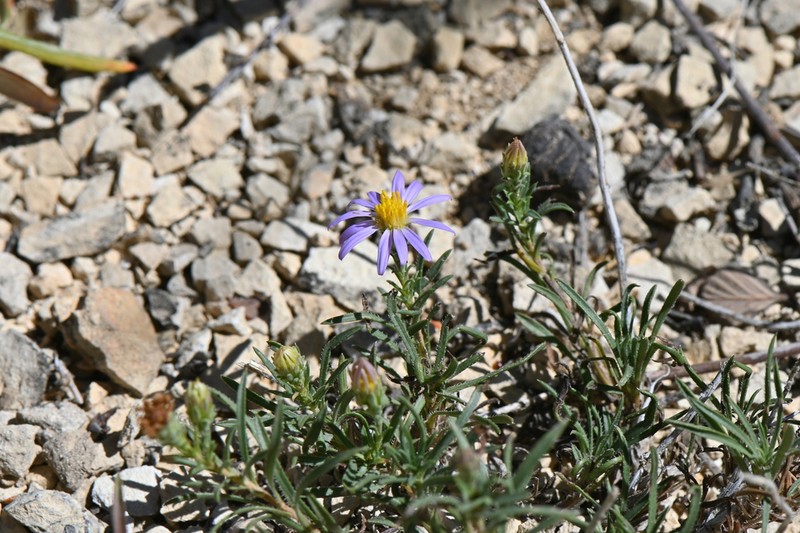 Fendler's Aster photo 7