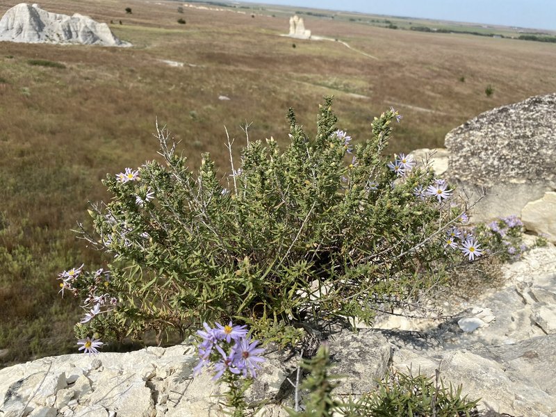 Fendler's Aster photo 2