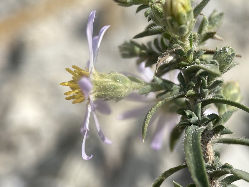 Fendler's Aster photo 3