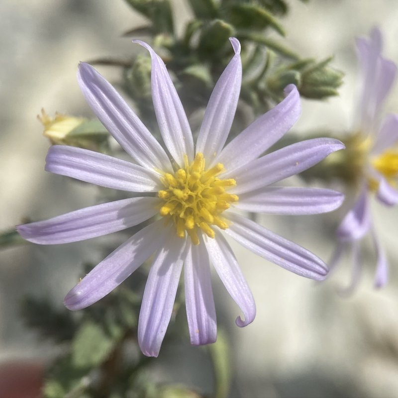 Fendler's Aster