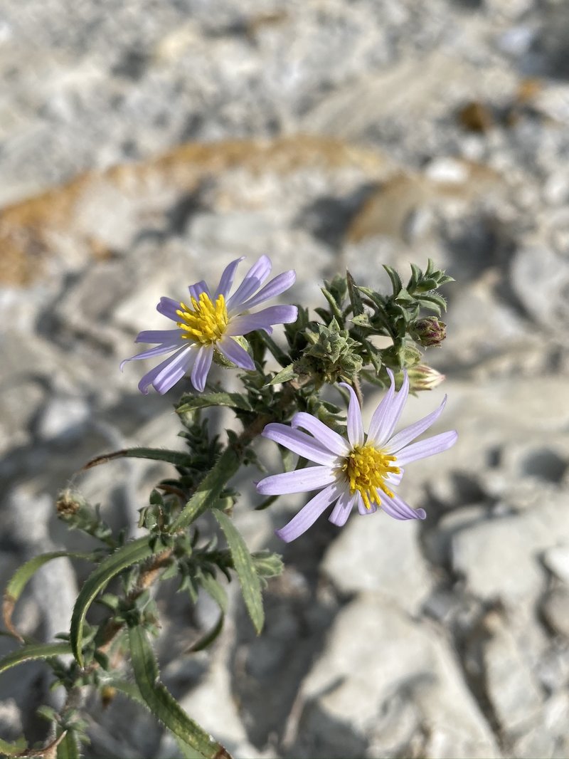 Fendler's Aster photo 4