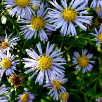 Symphyotrichum firmum