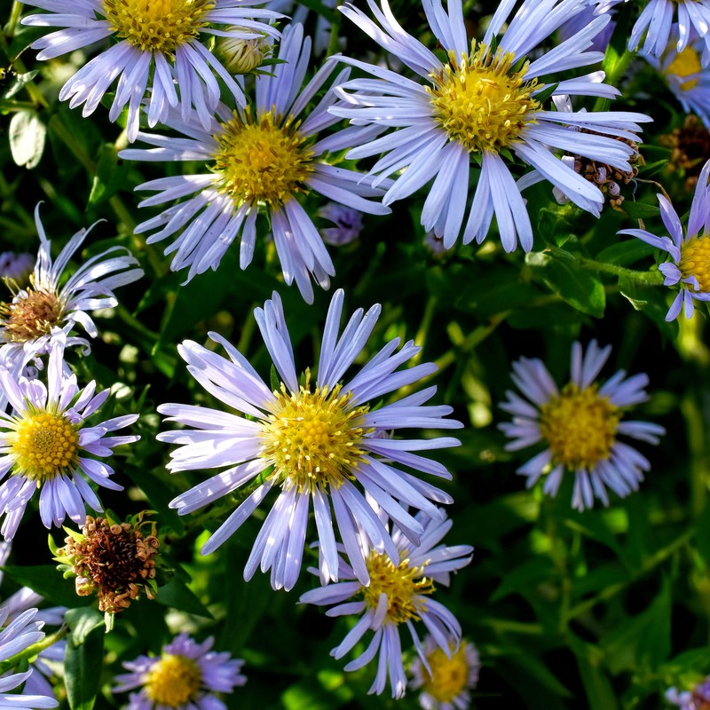 Symphyotrichum firmum