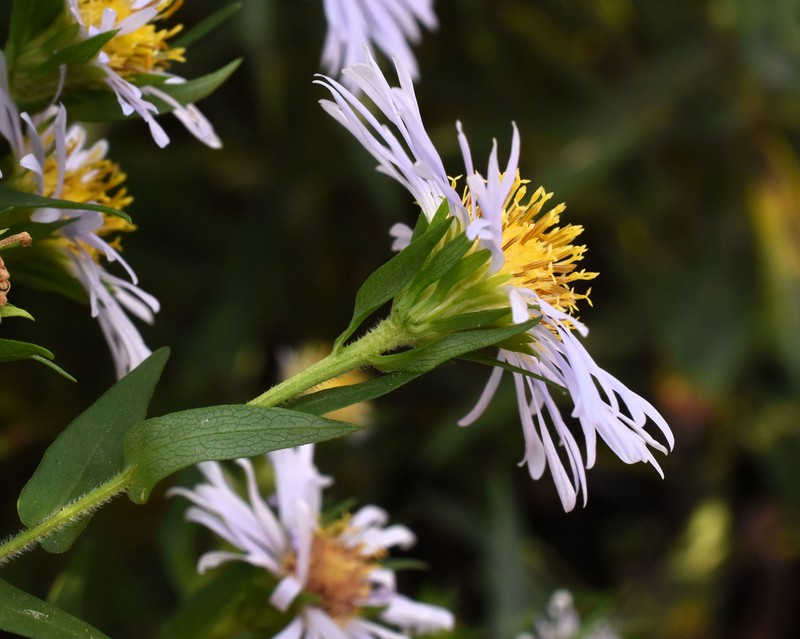 Symphyotrichum firmum photo 3