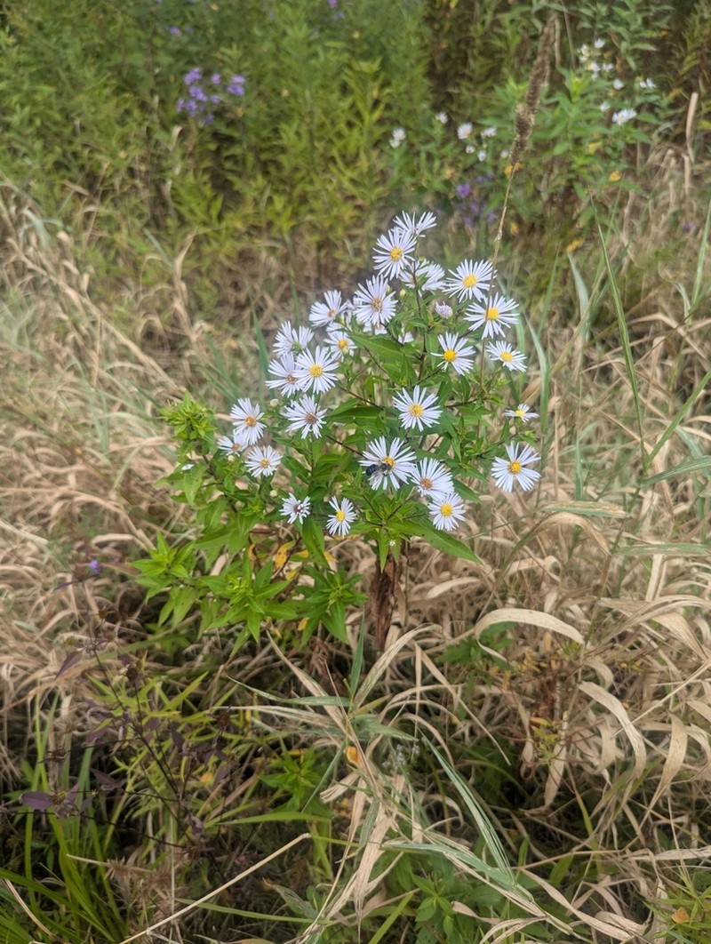 Symphyotrichum firmum photo 4