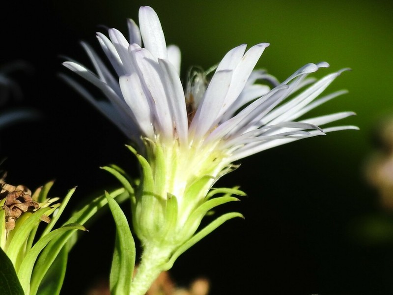 Symphyotrichum firmum photo 5