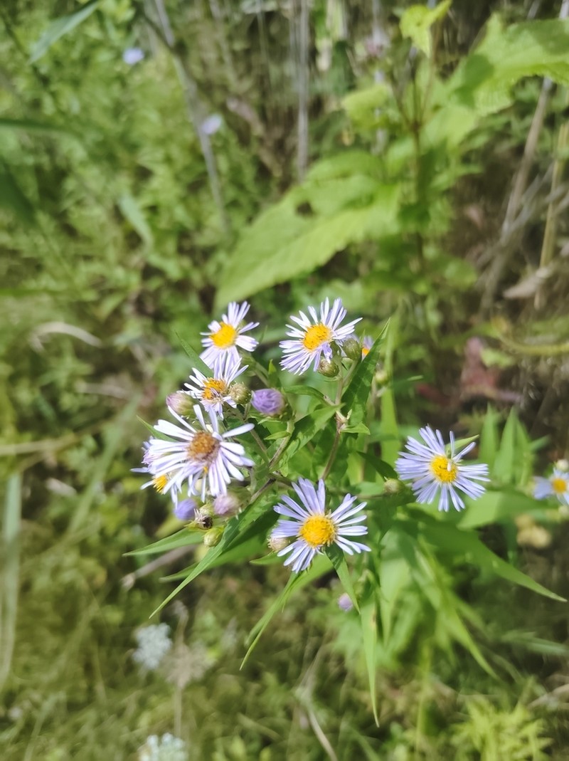 Symphyotrichum firmum photo 6