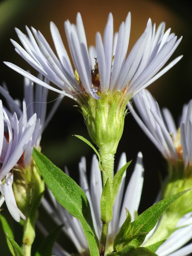 Symphyotrichum firmum photo 7