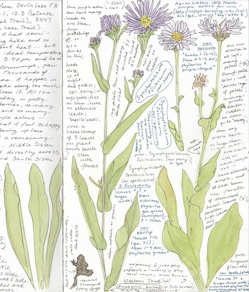 Alpine Leafybract Aster photo 3