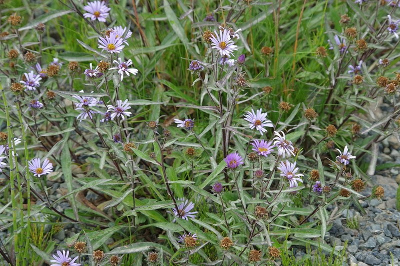 Alpine Leafybract Aster photo 4