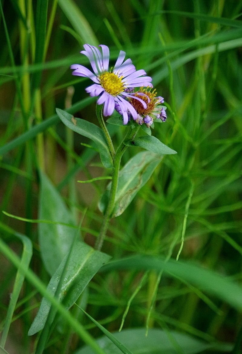 Alpine Leafybract Aster photo 5
