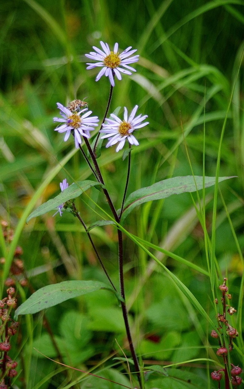 Alpine Leafybract Aster photo 6