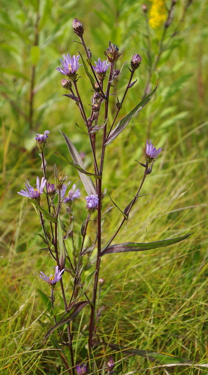 Alpine Leafybract Aster photo 7