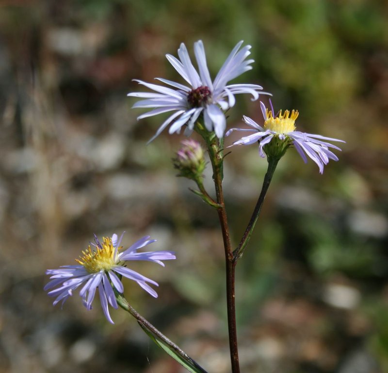 Alpine Leafybract Aster