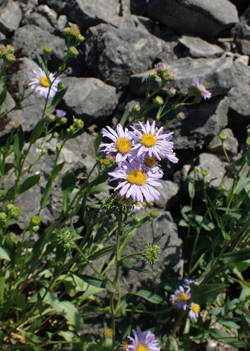 Symphyotrichum foliaceum var. apricum photo 2