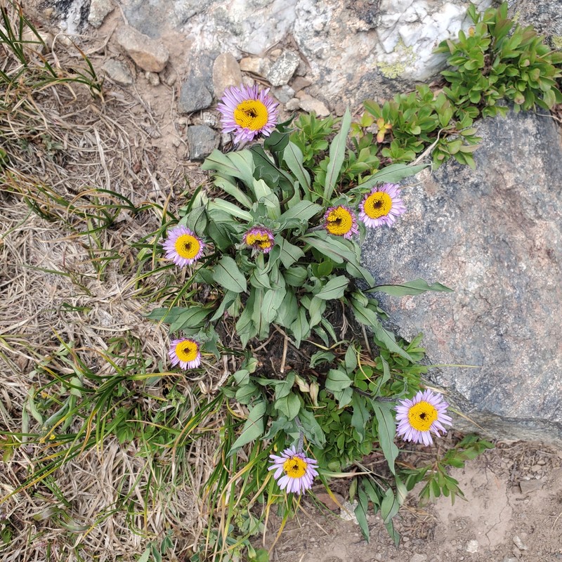 Symphyotrichum foliaceum var. apricum photo 3