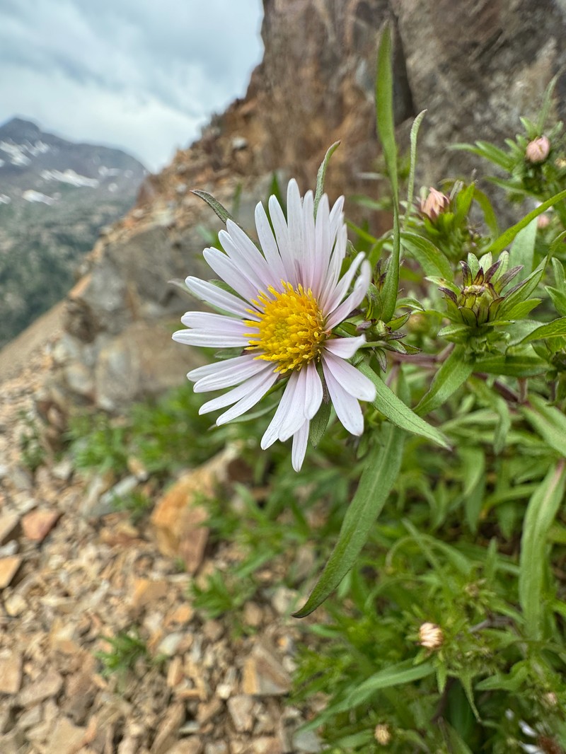 Symphyotrichum foliaceum var. apricum photo 4