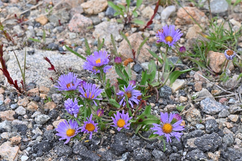 Symphyotrichum foliaceum var. apricum photo 5