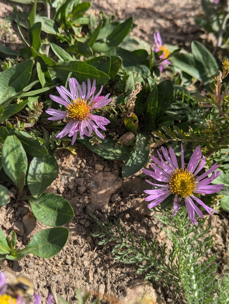 Symphyotrichum foliaceum var. apricum photo 6