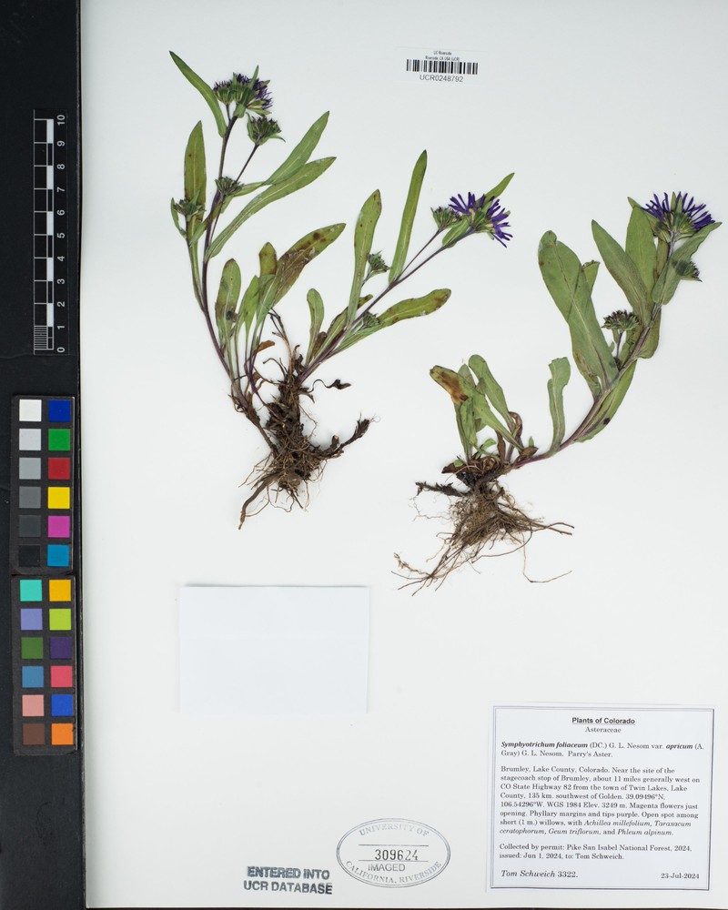 Symphyotrichum foliaceum var. apricum photo 7