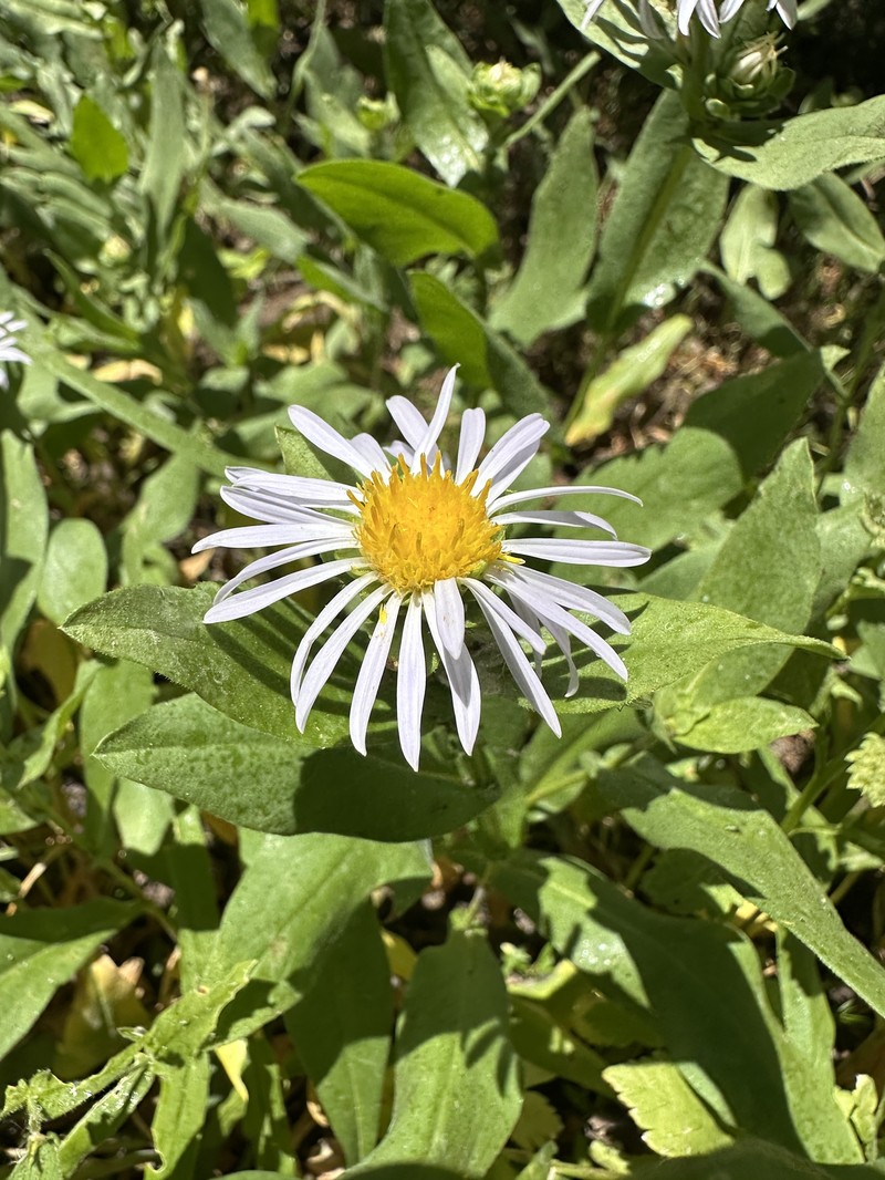Symphyotrichum foliaceum var. canbyi photo 3