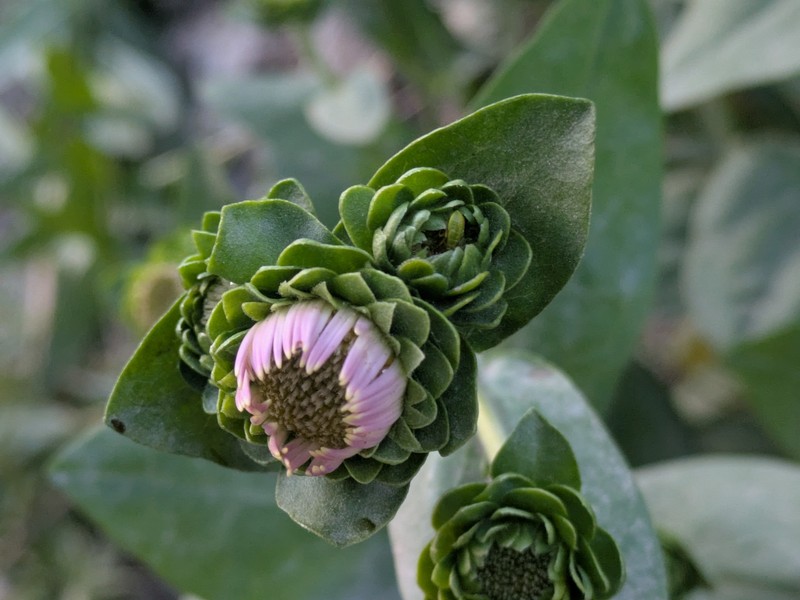 Symphyotrichum foliaceum var. canbyi photo 4