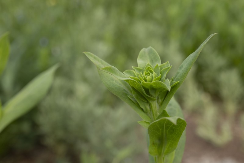 Symphyotrichum foliaceum var. canbyi photo 5