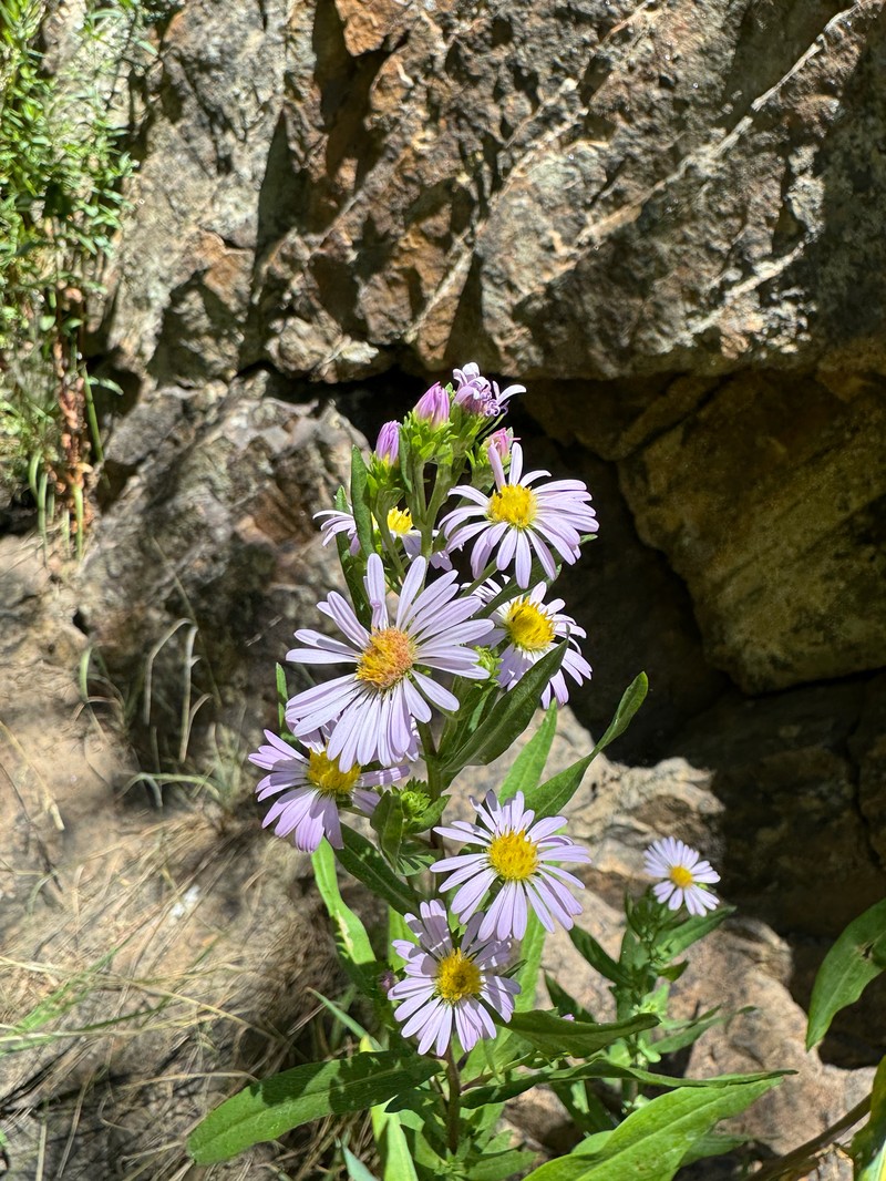 Symphyotrichum foliaceum var. canbyi photo 6