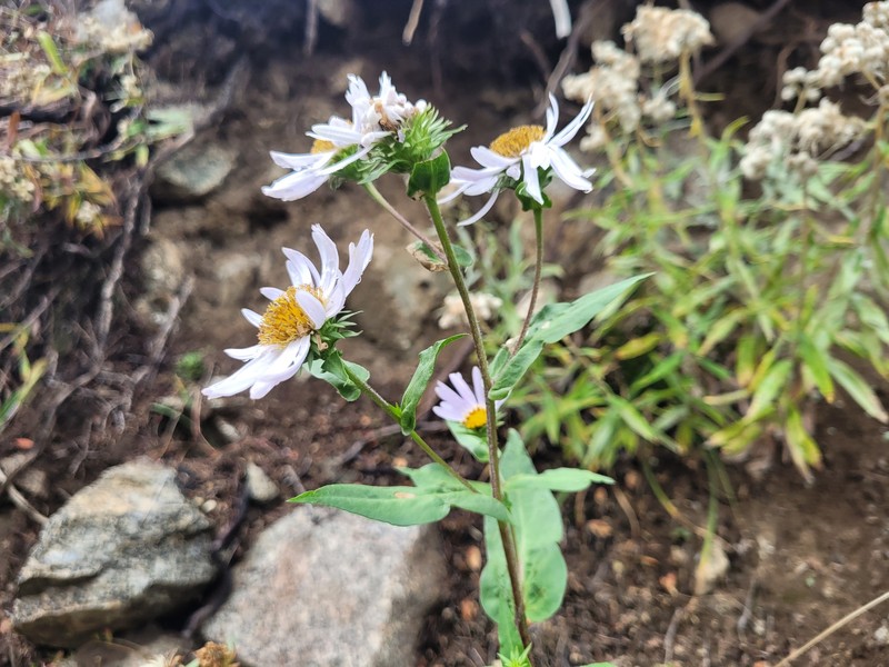 Cusick's Aster