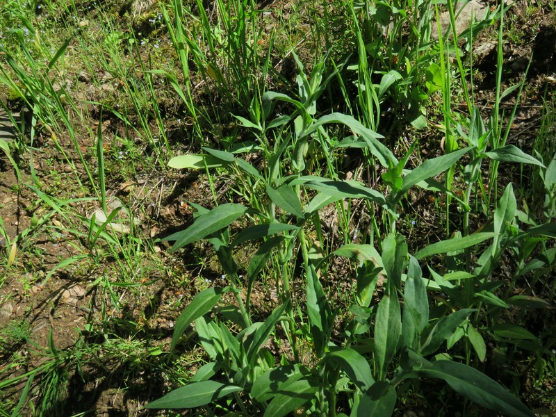 Cusick's Aster photo 2