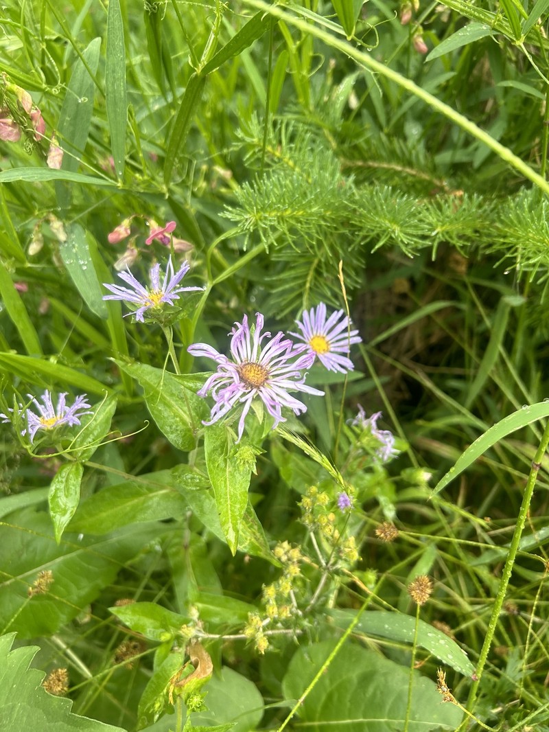 Cusick's Aster photo 3