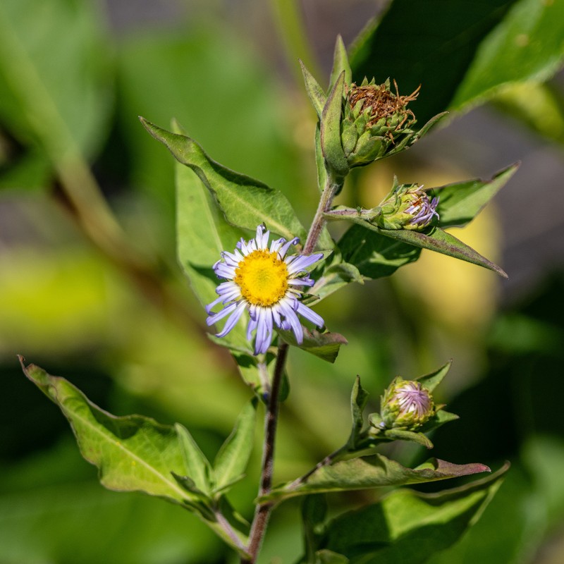 Cusick's Aster photo 4