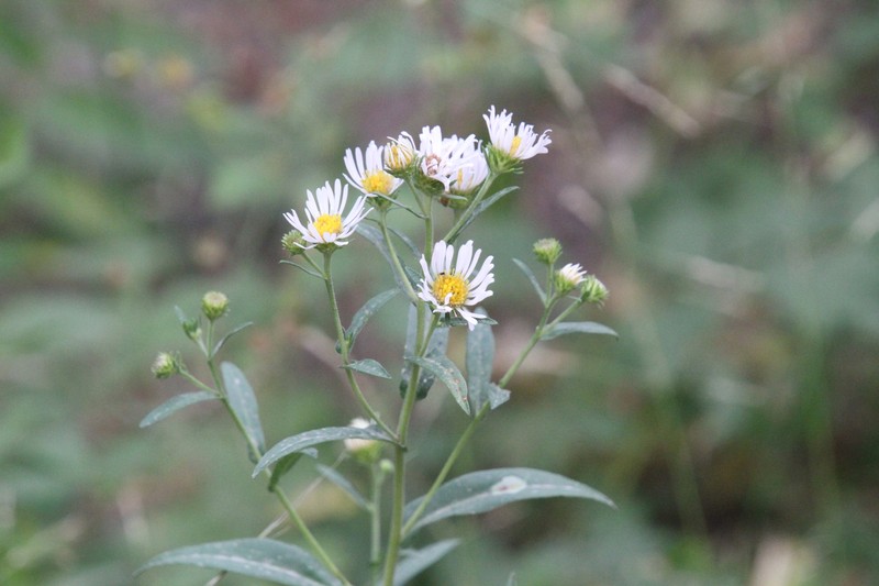 Cusick's Aster photo 5