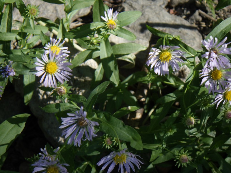 Cusick's Aster photo 6