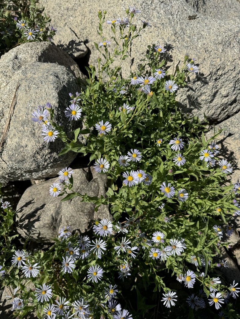 Cusick's Aster photo 7