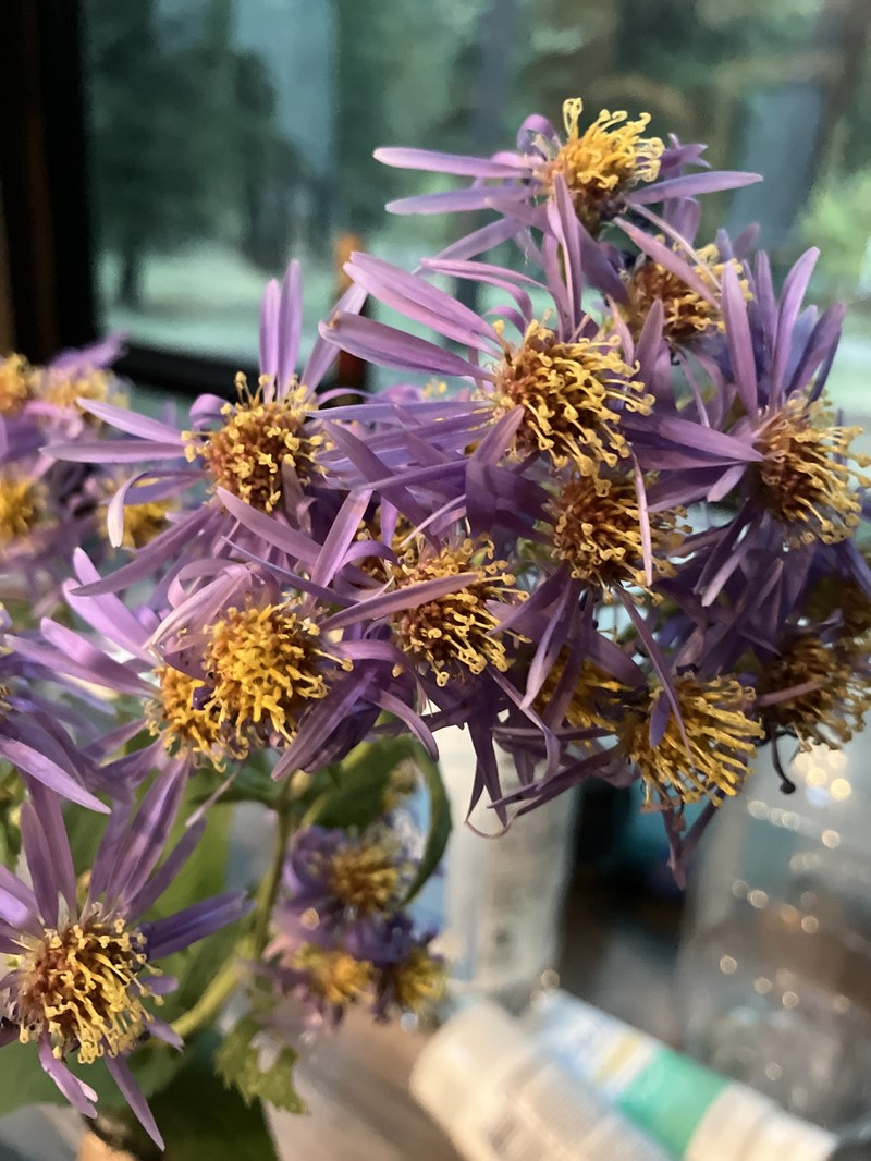Cusick's Aster photo 8
