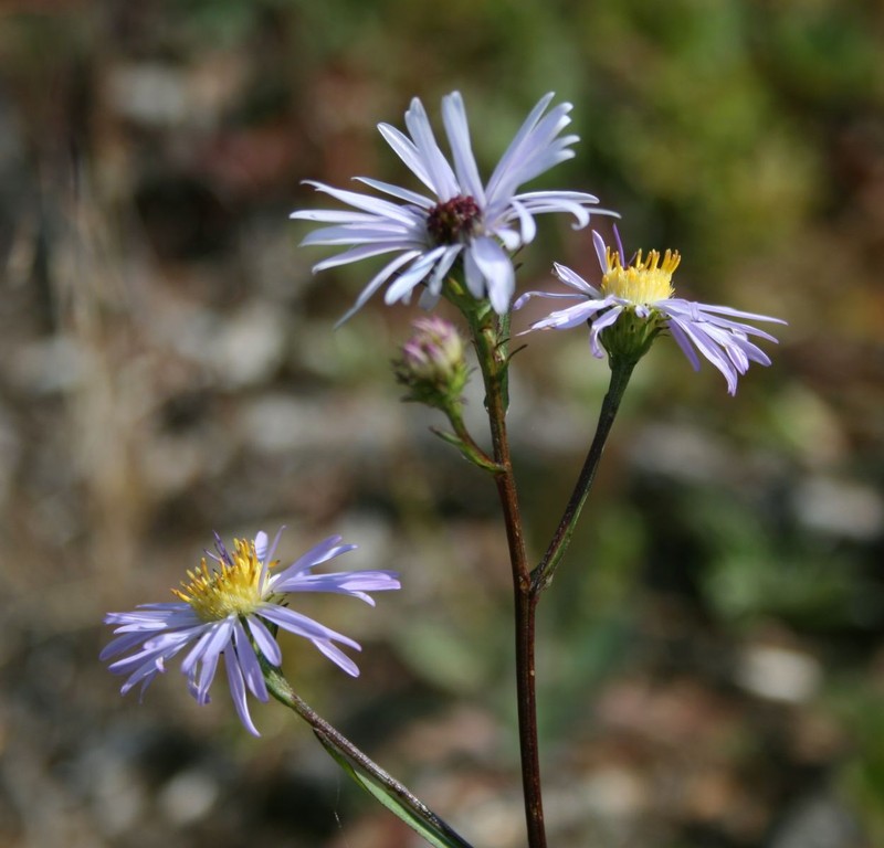 Symphyotrichum foliaceum var. foliaceum