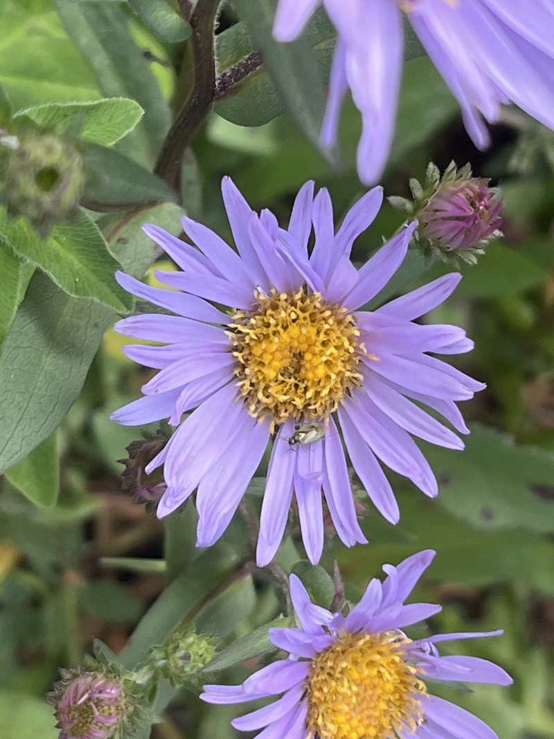 Symphyotrichum foliaceum var. foliaceum photo 3